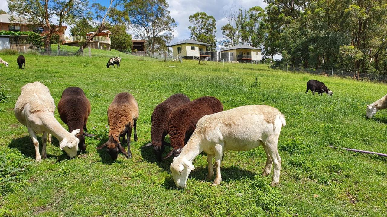 Blueberry Hills On Comleroy Farmstay - Self-Contained Cottages Kurrajong Kültér fotó